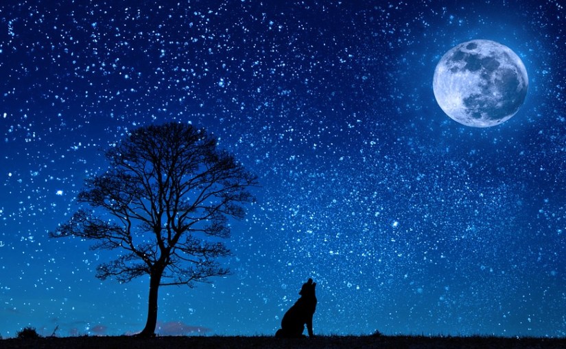 The Animal Communicator