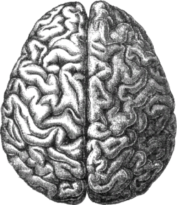 Brain